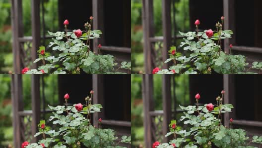 花园里枝上的红玫瑰高清在线视频素材下载