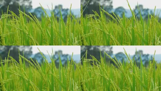 稻田在风中起舞高清在线视频素材下载
