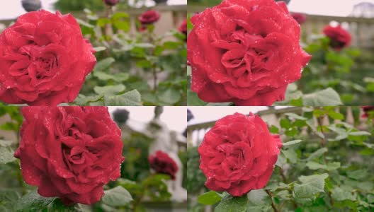 一朵缀着露珠的大红玫瑰。高清在线视频素材下载