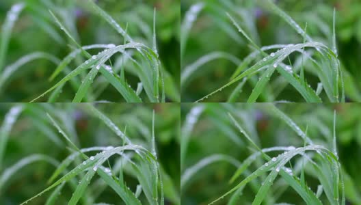 小草上的小雨滴高清在线视频素材下载