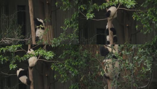 可爱的熊猫宝宝爬上树，4k高清在线视频素材下载