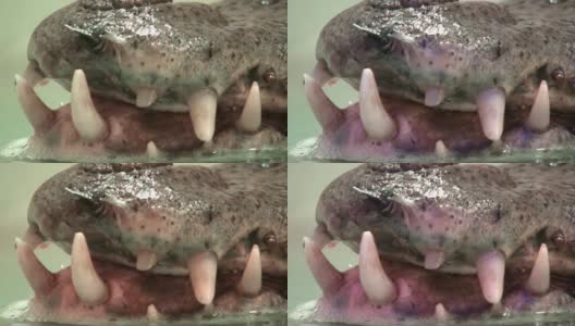 短吻鳄的牙齿非常近的视频高清在线视频素材下载