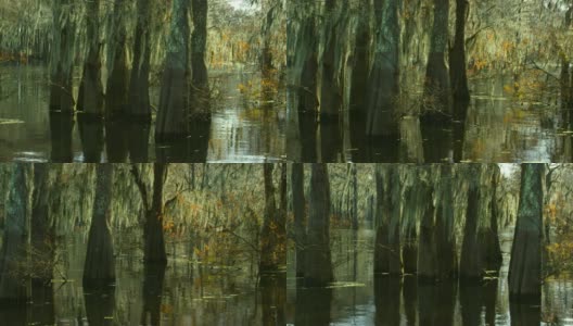 路易斯安那州南部Atchafalaya河流域沼泽中覆盖着西班牙苔藓的森林中的柏树高清在线视频素材下载