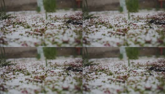 雪和草一起落在地上。春天的雪,霜。天气高清在线视频素材下载