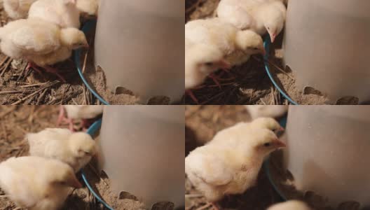 雏鸡从喂鸡器中进食和饮水高清在线视频素材下载