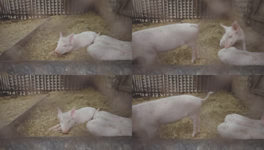 小猪睡在猪圈的稻草上。牧场,养猪场高清在线视频素材下载