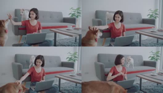 一个女人在客厅里和她的狗一起工作。高清在线视频素材下载