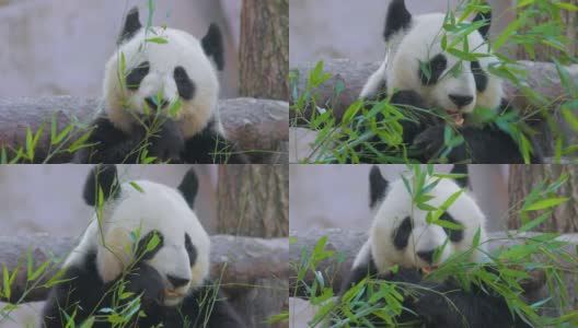 大熊猫(Ailuropoda melanoleuca)也叫熊猫熊或熊猫，是中国中南部的一种熊。高清在线视频素材下载