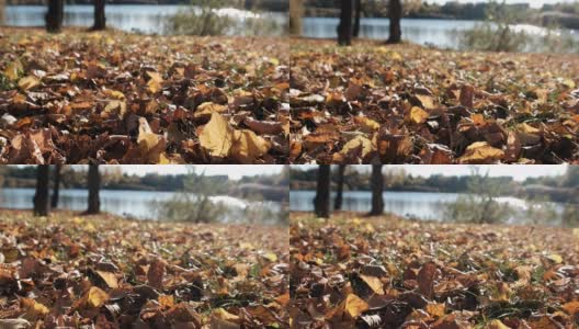 公园里的地上铺满了黄叶。低的观点高清在线视频素材下载