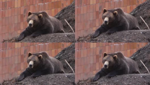 熊躺在地上，靠着墙休息，看着摄像机。高清在线视频素材下载