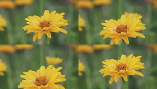 黄色的雏菊花在雨中绿色模糊的背景上高清在线视频素材下载