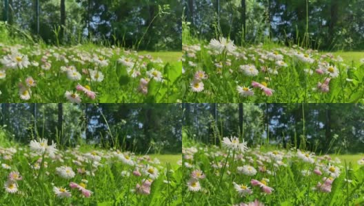 绿草中的小雏菊在风中有力地摇摆高清在线视频素材下载
