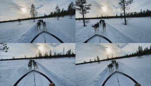 在瑞典，狗拉雪橇高清在线视频素材下载
