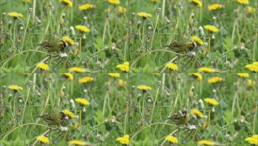 五颜六色的欧亚黄雀，在草地上吃蒲公英种子的棘棘高清在线视频素材下载