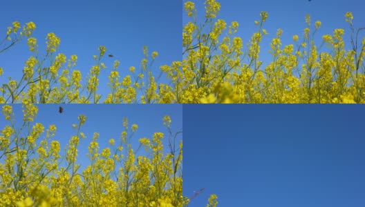 在一片油菜花盛开的田野上拍摄。高清在线视频素材下载