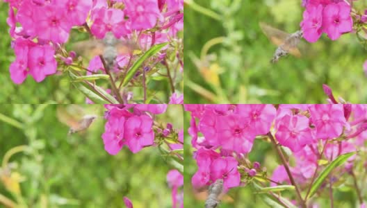 蜂鸟蝴蝶，鹰蛾盘旋在福禄考花上。高清在线视频素材下载