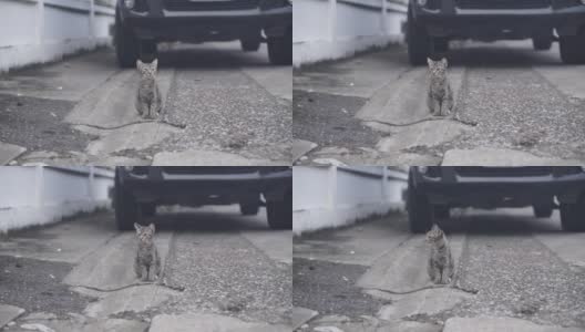 街上的托比猫高清在线视频素材下载