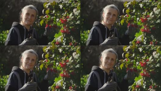 快乐美丽的高级妇女是拿着红浆果的桂枝玫瑰或荚萝，并展示他们在花园附近的树，快乐的退休高清在线视频素材下载