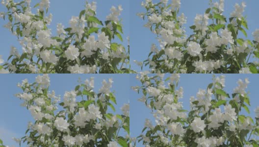 一个阳光明媚的夏日，灌木上的茉莉花。高清在线视频素材下载