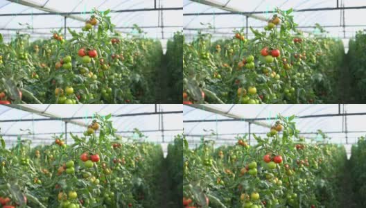 把新鲜的西红柿关在温室里高清在线视频素材下载
