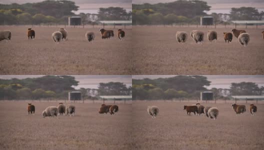在偏远的澳大利亚放羊高清在线视频素材下载