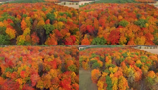 飞过乡村森林，五彩缤纷的秋日树梢高清在线视频素材下载