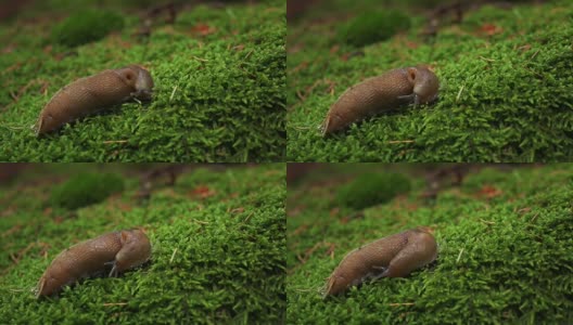 蜗牛在绿苔背景的山林里高清在线视频素材下载