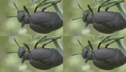 膨胀的甲虫吃高清在线视频素材下载
