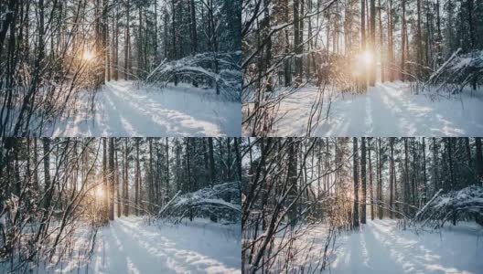 冬天的雪林里有红色的阳光照在树上高清在线视频素材下载