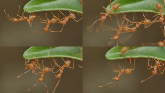 近距离观察织叶蚁在巢周围的活动高清在线视频素材下载