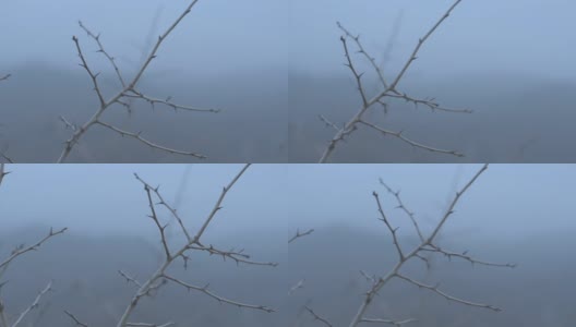 清晨雾蒙蒙的框架，一个尖刺树在秋天浅深的田野高清在线视频素材下载