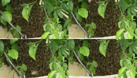 蜜蜂高清在线视频素材下载