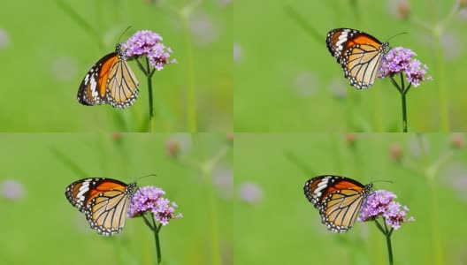 蝴蝶在花高清在线视频素材下载