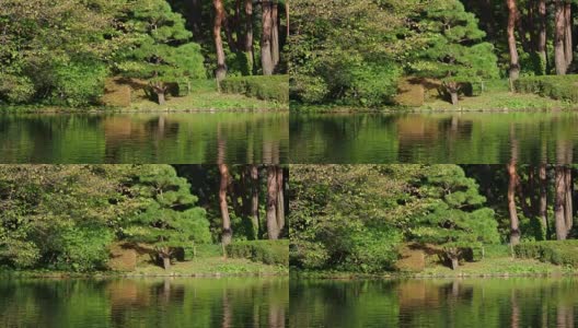 森林倒映在池塘的水面上高清在线视频素材下载
