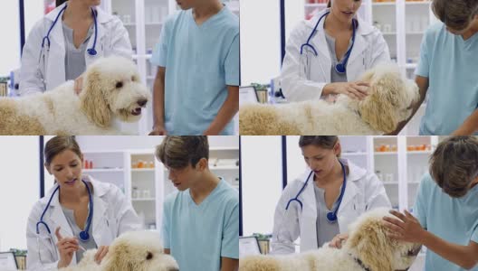 自信的兽医在检查期间给狗注射疫苗高清在线视频素材下载