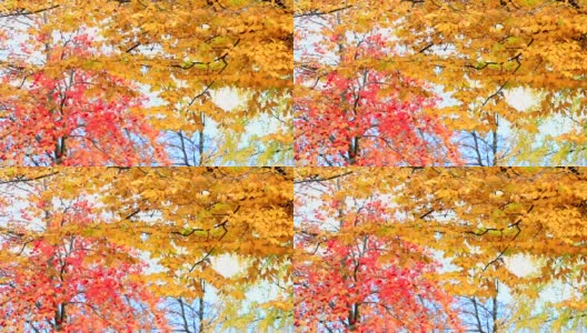 秋天红色的枫叶，背景是黄色的树叶高清在线视频素材下载