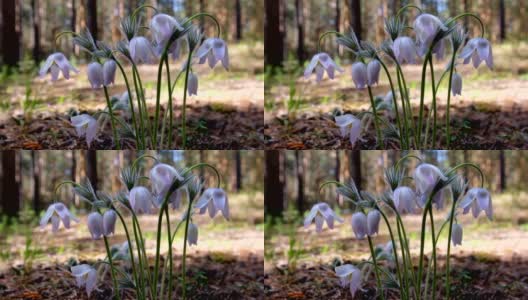 Purple Pasque-flowers in the pine forest at Spring高清在线视频素材下载