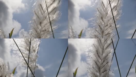 在秋风中，糖蜜花在蓝白色的天空中摇曳。它生长在通常被称为野生甘蔗和Kans草的休耕地上。特写镜头慢动作视频。高清在线视频素材下载