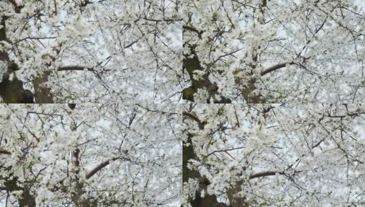 春天水果园里开着可爱的白色花朵的樱桃树高清在线视频素材下载