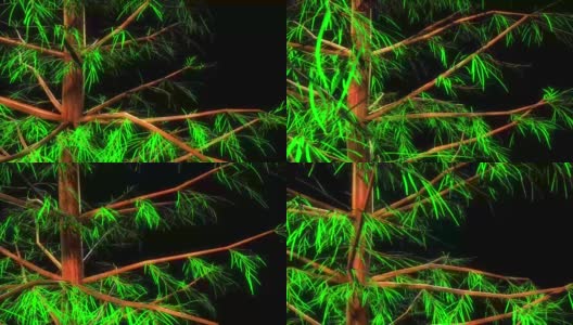 云杉植物三维渲染高清在线视频素材下载