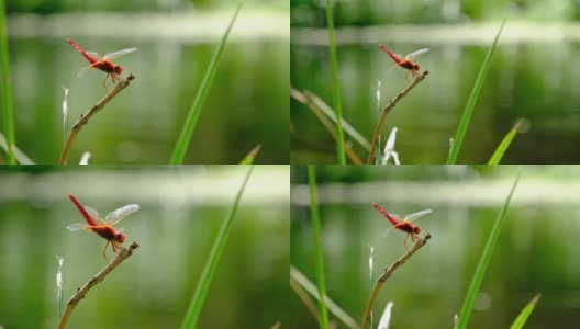 红色蜻蜓在一个树枝上的绿色自然河边，特写高清在线视频素材下载