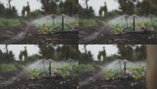 喷洒在菜园上的洒水管高清在线视频素材下载