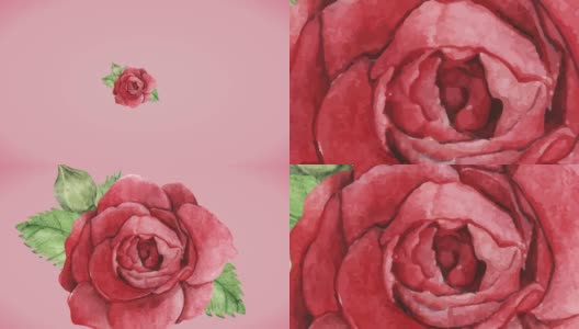 粉色玫瑰水彩背景情人节高清在线视频素材下载