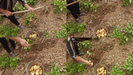 中国农民收割potatoe、陕西。高清在线视频素材下载