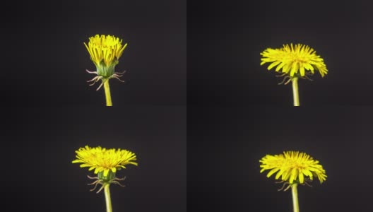 4k垂直时间间隔的蒲公英花盛开和生长在一个黑色的背景。蒲公英盛开的花朵。高清在线视频素材下载