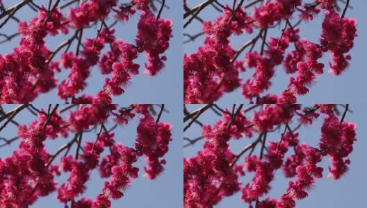 粉红的梅花在风中摇曳高清在线视频素材下载
