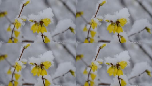 黄色的花上一丛覆盖着一层雪的春天特写。高清在线视频素材下载