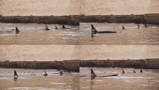 一群虎鲸在日落时游向巴塔哥尼亚的岩石海岸高清在线视频素材下载