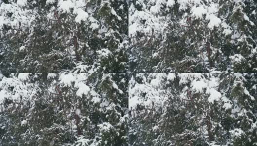 电影大气的近距离拍摄一棵被雪覆盖的针叶树。高清在线视频素材下载