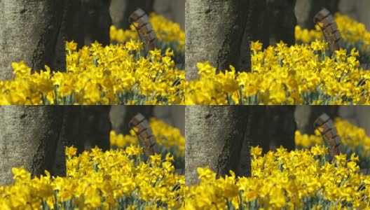 公园里一条长凳和盛开的黄色水仙花高清在线视频素材下载